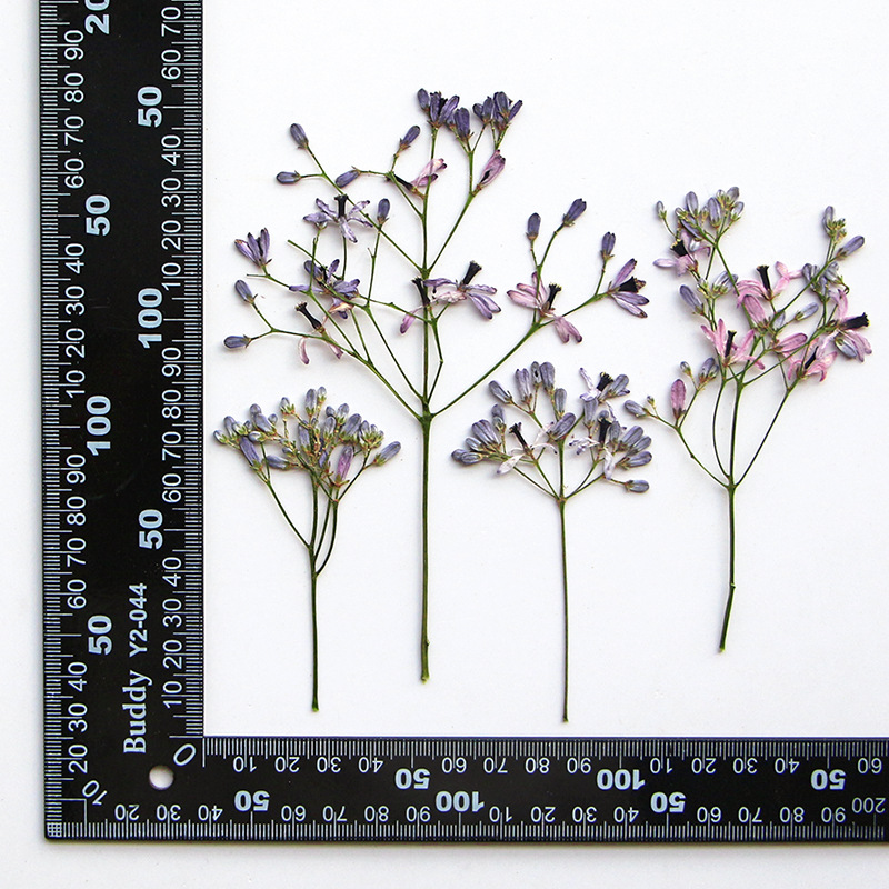 Dried Flower Bookmark - 120 pièces de fleurs séchées pressées