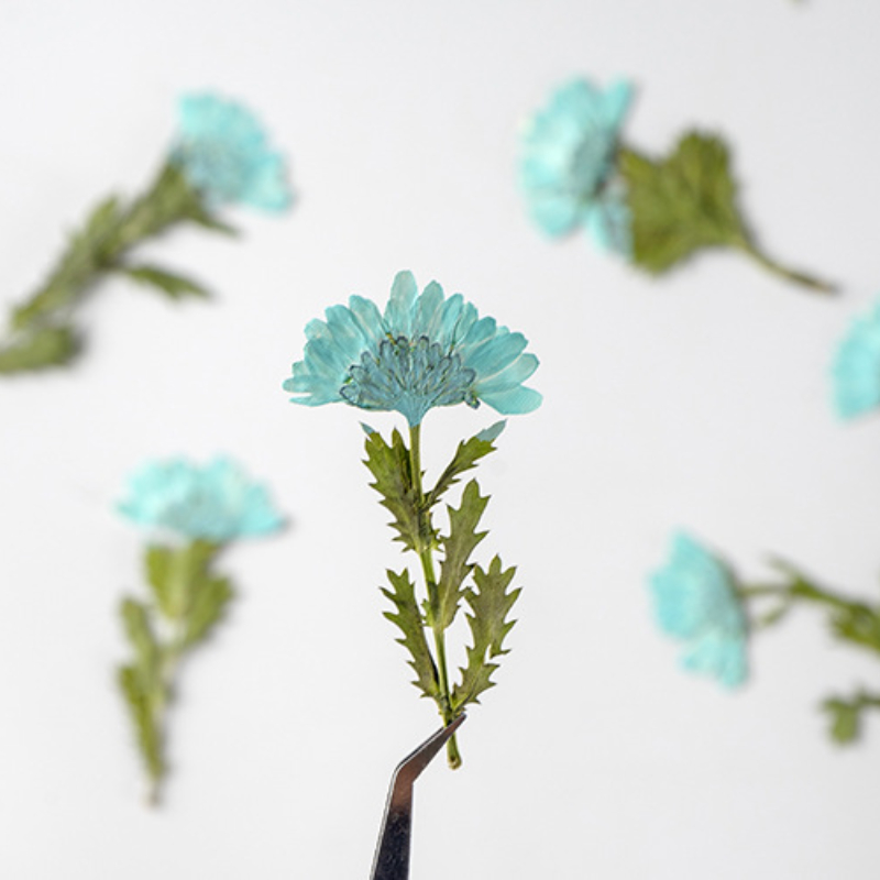 5-8cm/24 pièces, Chrysanthème  - Dried Flower Bookmark avis et prix